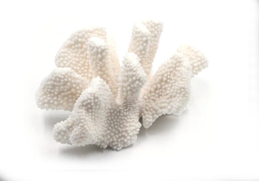 shop eydouxi coral decor